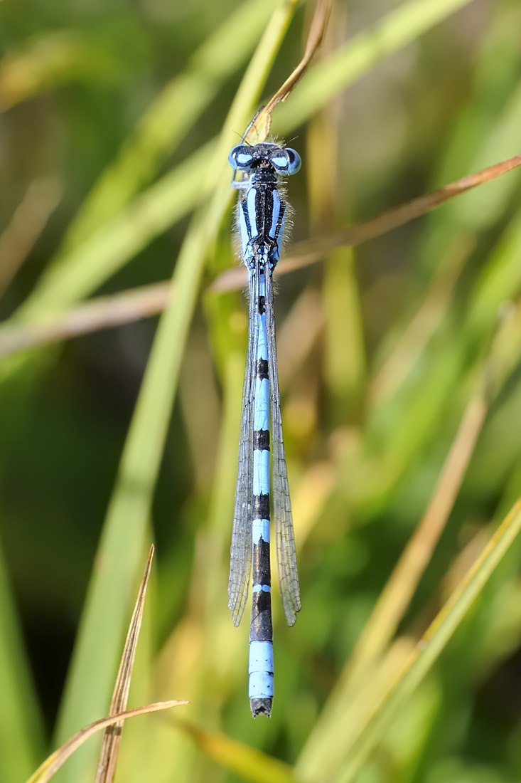 Coenagrione SP